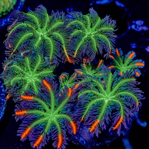 Arc firework clove polyps - 🌸,
